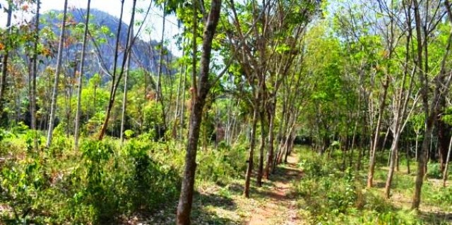 Thailand Rubber Farm – Quiet Land Plot in Krabi for Sale Image by Phuket Realtor