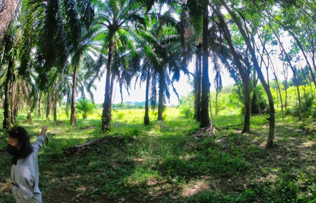 Perfect for Resort | Phang Nga Land for Sale | Get in Early Image by Phuket Realtor