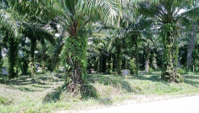 Beautiful Krabi Nong Thale Land Plot for Sale | Chanote Title Deed | Quiet & Peaceful! Image by Phuket Realtor